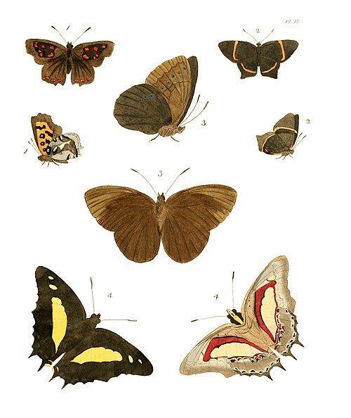 Illustrations of Exotic Entomology I 02.jpg