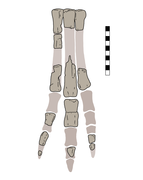Imperobator holotype foot