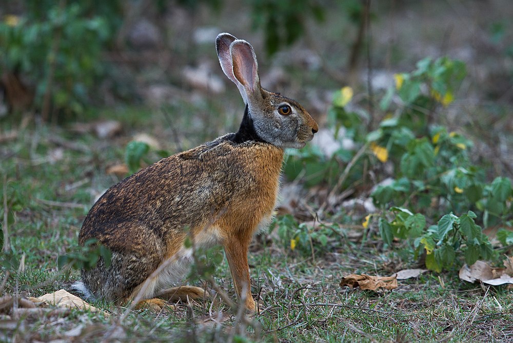 The average litter size of a Indian hare is 1