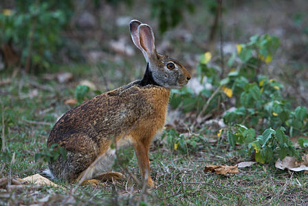 Indian hare by N A Nazeer.jpg