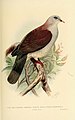 Indian pigeons and doves (Plate 8) (6197895230).jpg