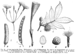 Thumbnail for List of Inga species