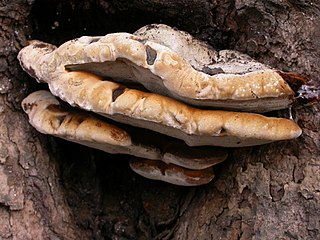 <i>Inonotus arizonicus</i> Species of fungus