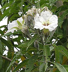 Ipomoea arborescens Ipomoea arborescens, the Palo de Muerto.jpg