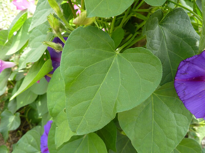 File:Ipomoea purpurea (Convolvulaceae) leaves.JPG