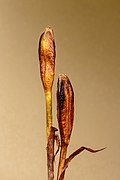 Closed Iris sibirica (Siberian iris) capsules.