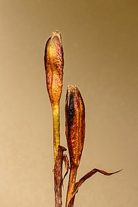 Iris sibirica (Siberian Iris) Closed seed boxes