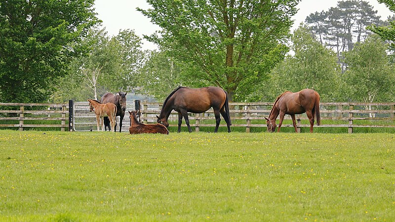 File:Irish National Stud, Co. Kildare (506948) (29832146942).jpg