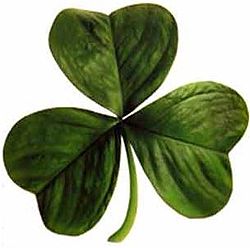 Irish clover.jpg