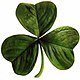 아일랜드 clover.jpg