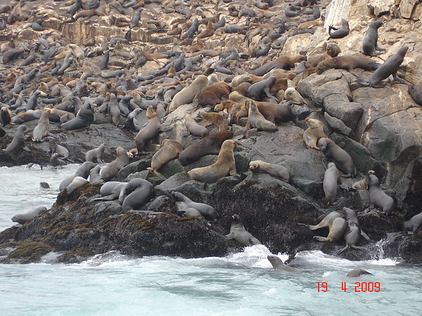 Sea lions in the Palomino Islands