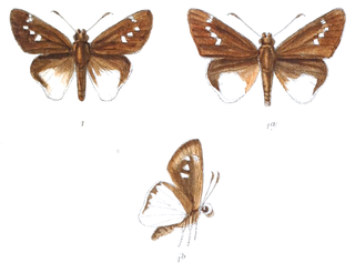 <i>Iton</i> (skipper) Genus of butterflies