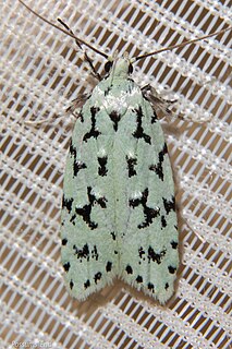 <i>Izatha huttonii</i> Species of moth