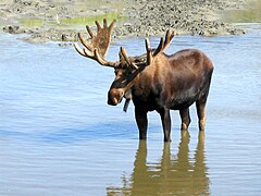 Cervidae: Terminologie, Principales caractéristiques, Systématique