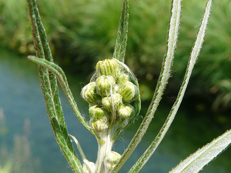 File:Jacobaea paludosa flower (10).jpg