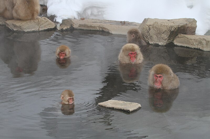 File:Japanese macaque - Flickr - GregTheBusker (9).jpg