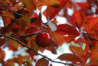 Cirerer del Japó (Prunus serrulata)