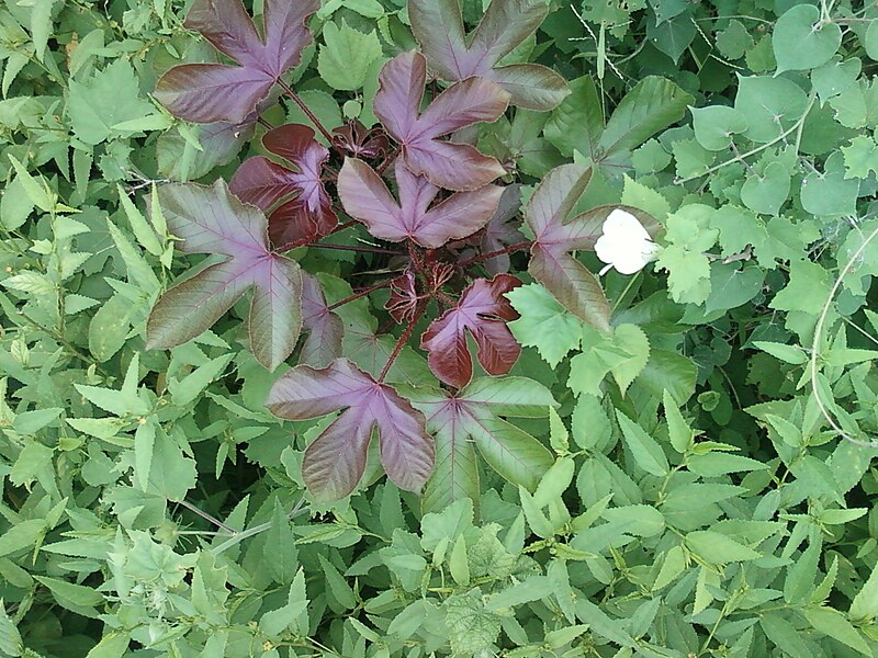 File:Jatropha gossipifolia (Bellyache Bush, Cottonleaf, Physic Nut) plant at Vellanki.jpg