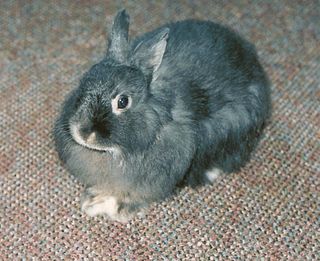 <span class="mw-page-title-main">Jersey Wooly</span> Breed of rabbit