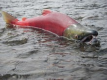 Male sockeye salmon