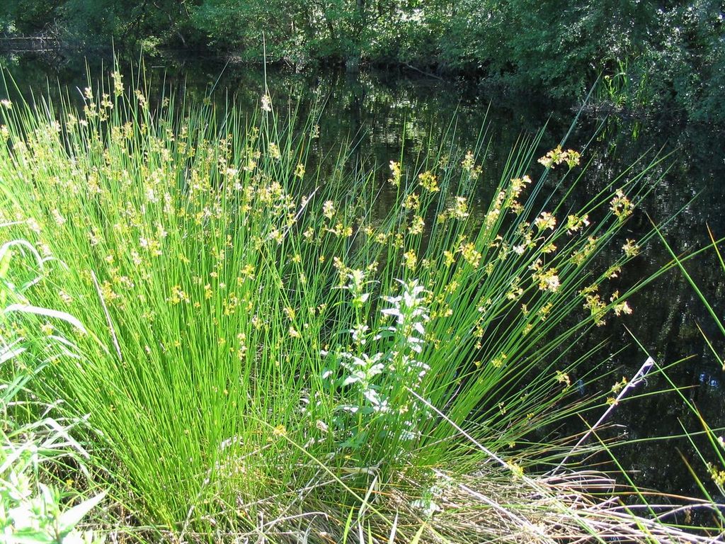 Juncus: Rush  Portland Nursery