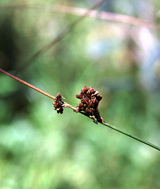 <i>Juncus lesueurii</i> Species of grass