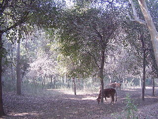 <span class="mw-page-title-main">Chichawatni Tehsil</span> Tehsil in Punjab, Pakistan