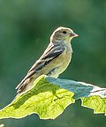 Thumbnail for File:Juvenile American goldfinch (93931).jpg