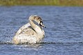 * Nomination A juvenile mute swan (Cygnus olor) bathing in Lieusaint, France. --Alexis Lours 00:30, 30 October 2023 (UTC) * Promotion  Support Good quality. --Jakubhal 04:26, 30 October 2023 (UTC)