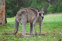 A female eastern grey kangaroo