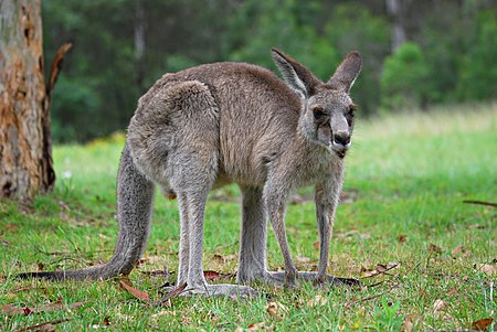 Fail:Kangaroo Australia 01 11 2008 - retouch.JPG