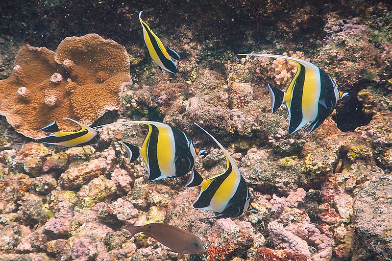 File:Kapoho Tide Pools, Waiopae, Pahoa (503820) (21231143236).jpg