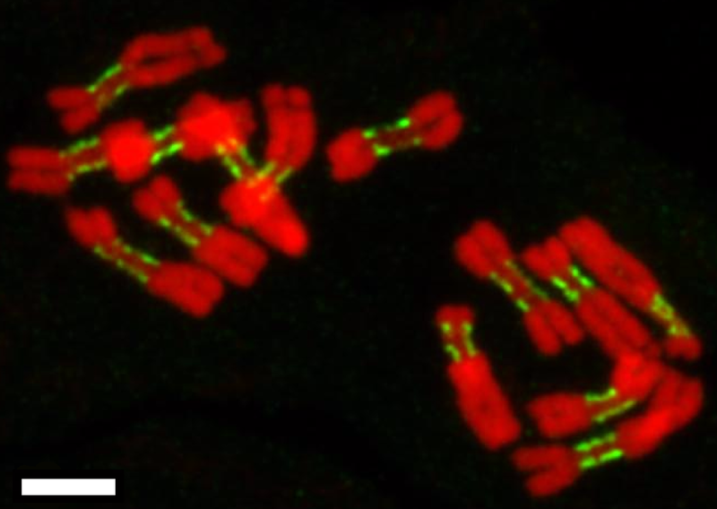 File:Karyotype of pea (Pisum sativum).png