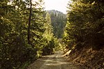 Une route à travers la forêt.