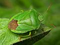 Palomena viridissima