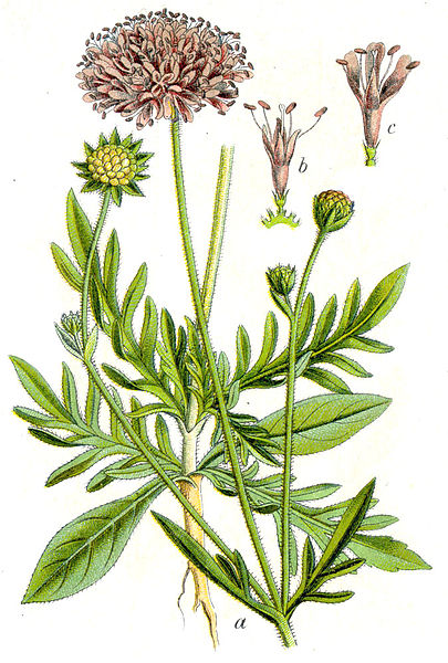 File:Knautia arvensis Sturm2.jpg