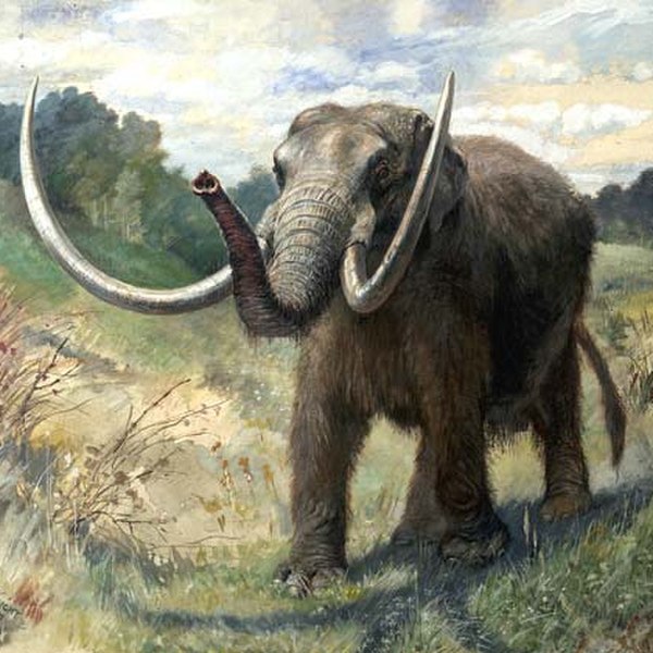 When the first human settlers arrived at Tibitó, mastodons were still extant and served as food and bone tool source for the people
