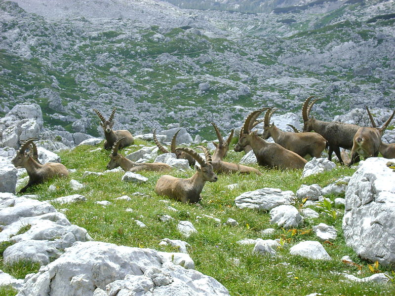 File:Kozorogi v bližini Koče na Prehodavcih.jpg