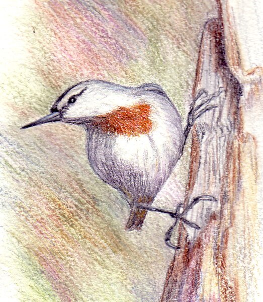 File:Krupersnuthatch.jpg