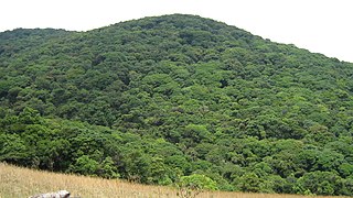 the forest covered hill