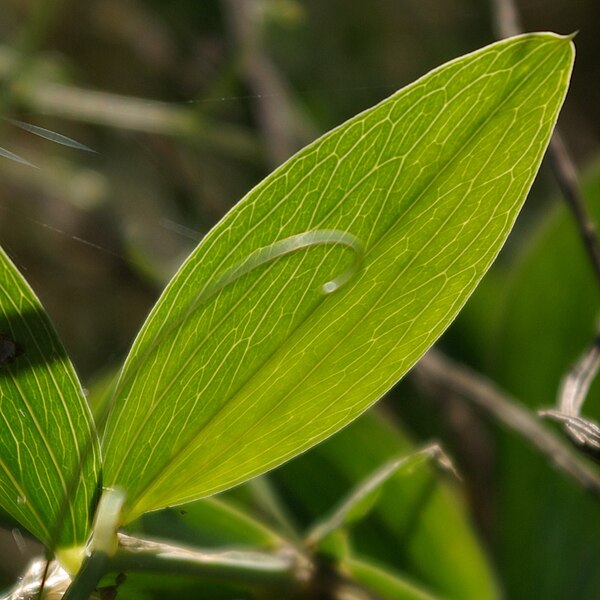 File:Lathyrus latifolius p1495.jpg