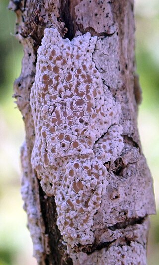 <i>Lecanora kohu</i> Species of lichen