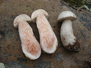 Leccinum holopus var. americanum 270311.jpg