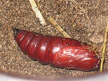 pupae Lemonia dumi (pupa) - Shelkopriad salatnyi (kukolka) (26922202968).jpg