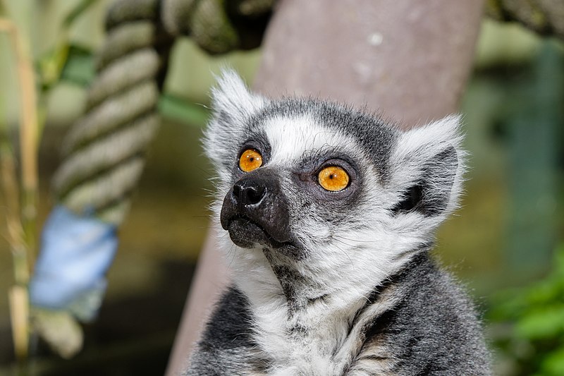 File:Lemur (27618361068).jpg