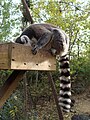 Lemur catta Lémur de cola anillada