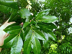 Foliage