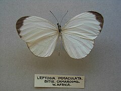 Leptosia marginea