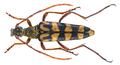 Leptura annularis