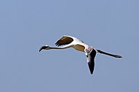 Lesser Flamingo (Phoenicopterus minor) juvenile in flight.jpg